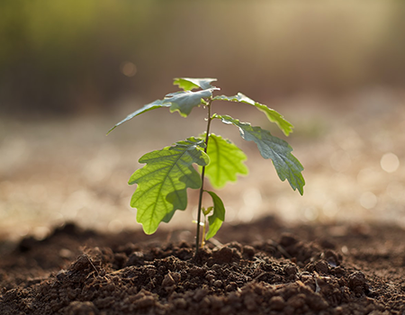 Analyse des tissus végétaux