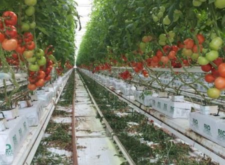 culture_hors_sol_maroc-660x330 culture_hors_sol_maroc-660x330