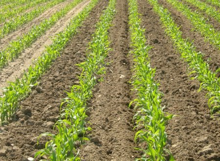 fertilisation_mais936237571967530667 fertilisation_mais936237571967530667