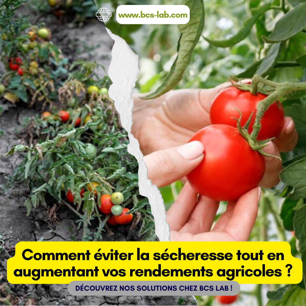 2024 : Économie d&rsquo;eau, Optimisation de l&rsquo;irrigation et Maximisation des rendements agricoles